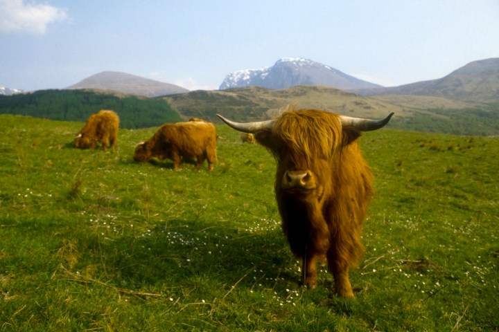 a herd of cattle standing on top of a lush green field