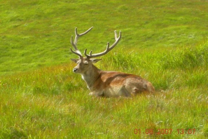 a deer lying down in a grassy field