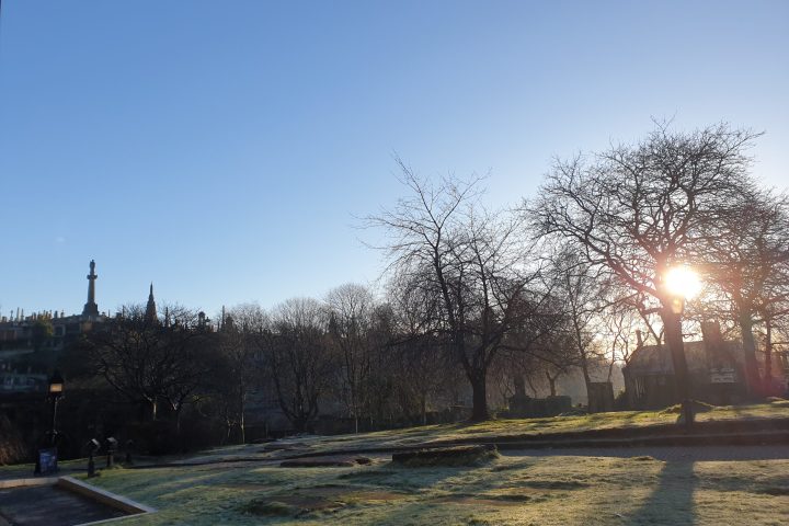 a tree in the middle of a road