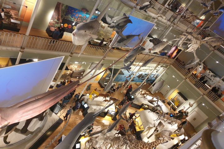 a display in a store