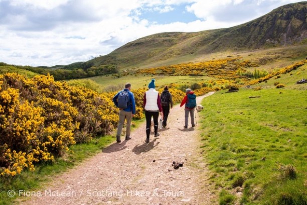 Four hikers walking on a scenic trail surrounded by hills and gorse bushes.