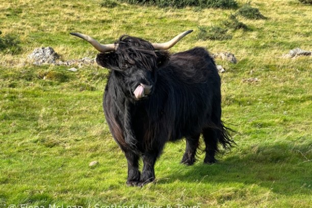 Black highland cow with long horns standing in a grassy field.