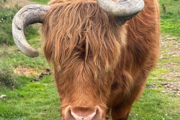 Highland cow with shaggy hair and large horns standing on a grassy path.