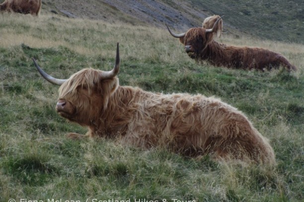 Two Highland cattle with long horns resting on grassy hillside.